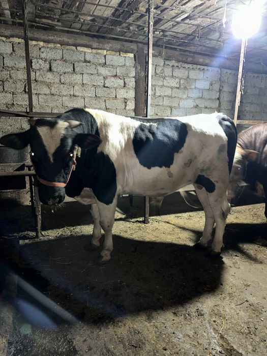 Qurbon xayit ga  ehson qilaman digan okala uchun