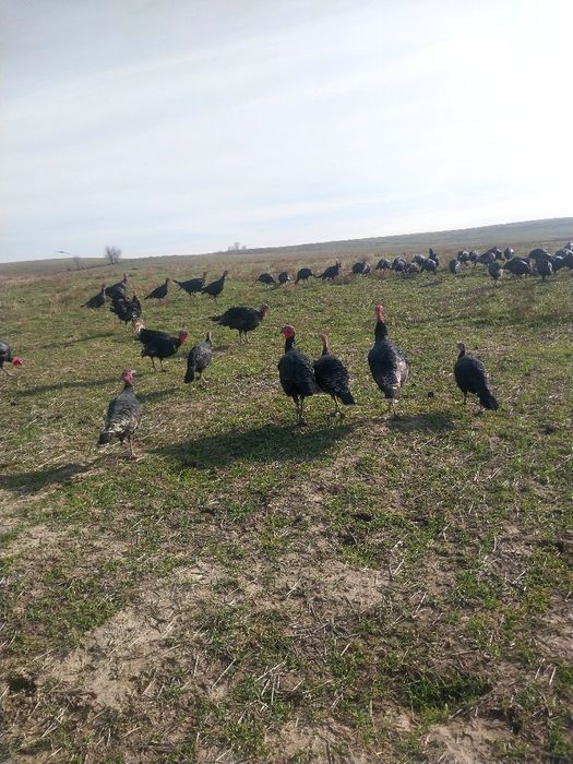 Күрке сатылады,саудасы бар