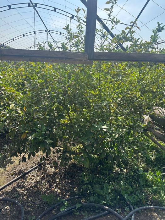 Lemon kochat 100.000.