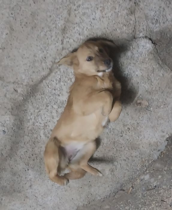 Отдам щенка девочка