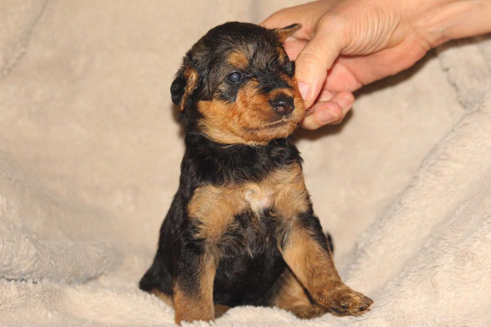 pui airedale terrier din parinti campioni