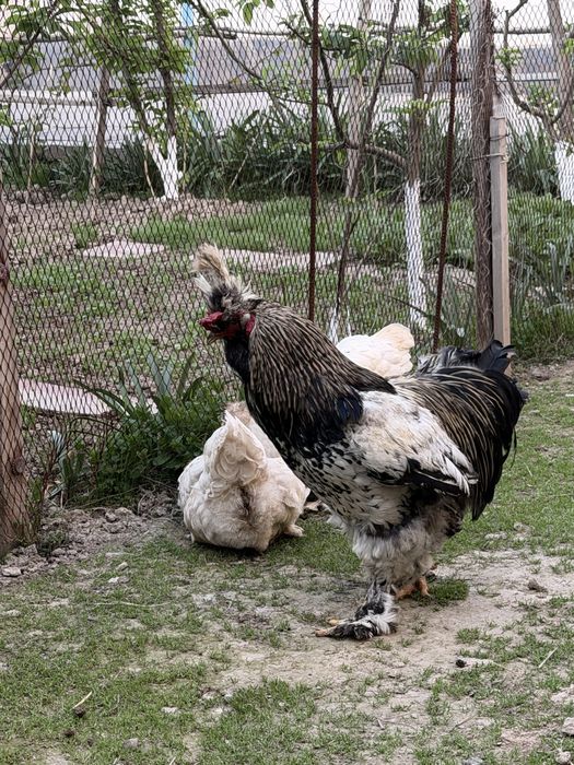 Brama Troyka Tuxumlariga zakaz olaman , jo’jalariyam bor