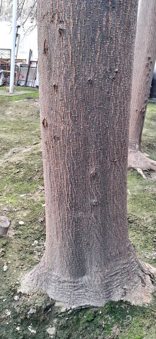 павловния дарахтлари сотилади