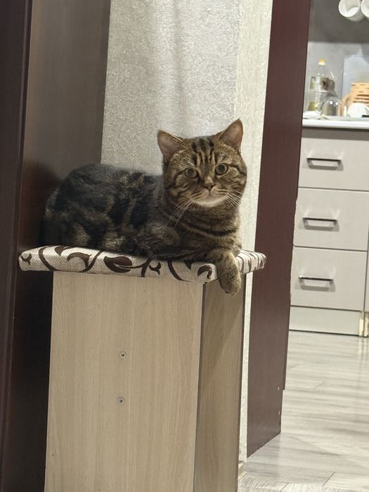 Отдам кота бесплатно , шотландец