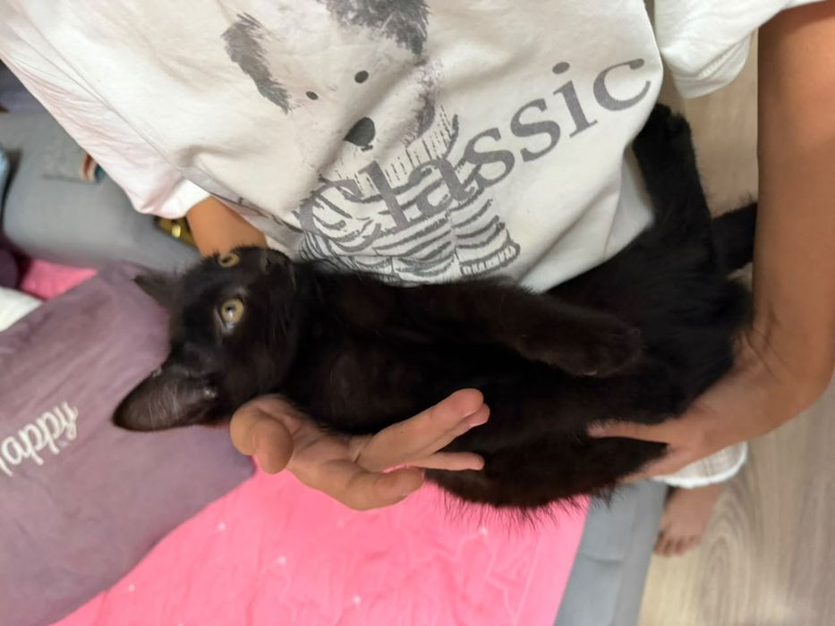 Котята 2 месячные