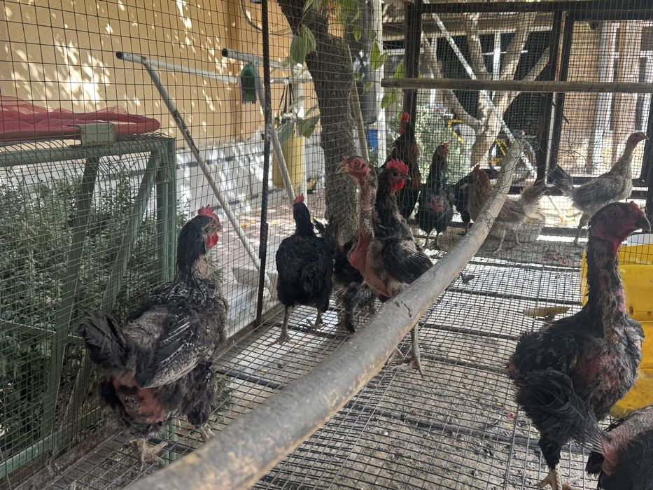 Tovuq ini xoroz va tovuqlar sotiladi