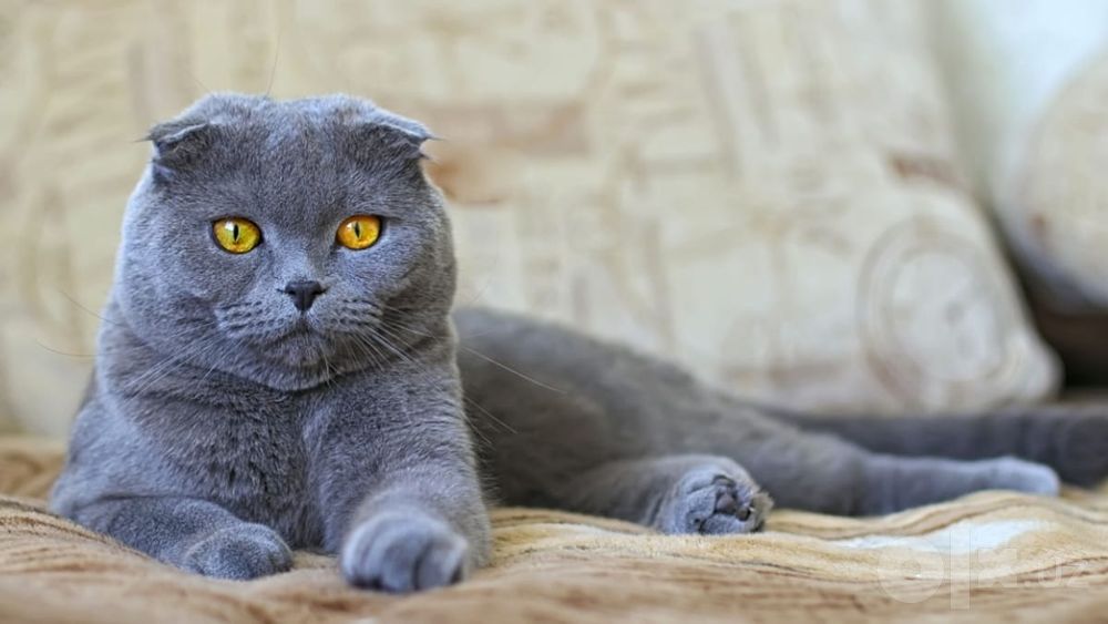 Mushuk Scottish fold