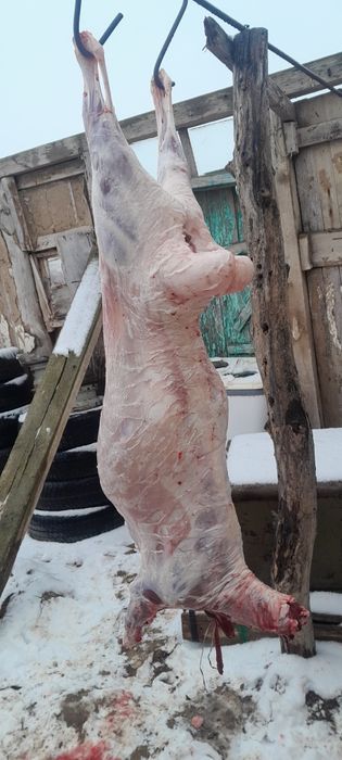 Мясо Согым жылқы қой.