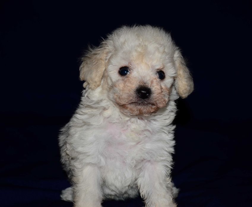 Мальтипу мини ! Maltipoo f1