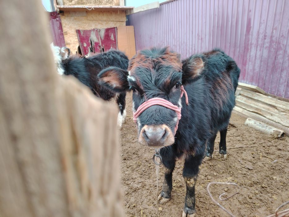 Баспақ сатыладыы