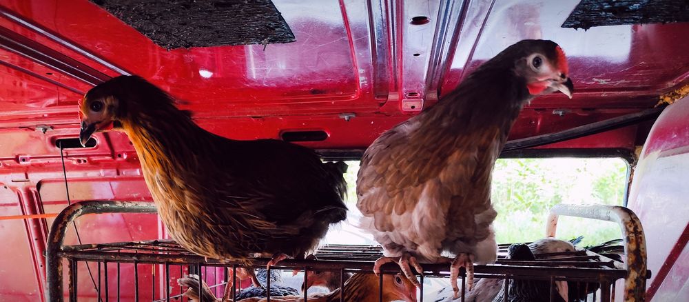 Ярки,Патки,Домашни кокошки,,Петли,Пилета кръстоска .