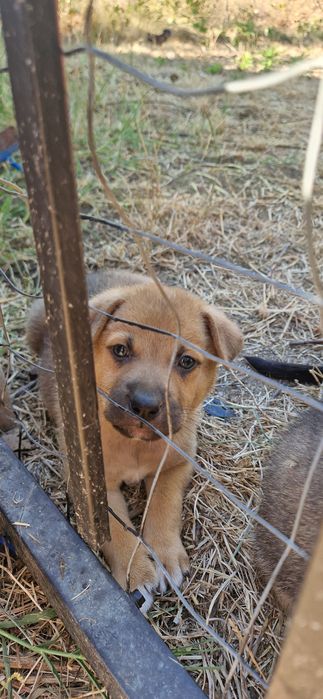 Donez cățeluși talie medie