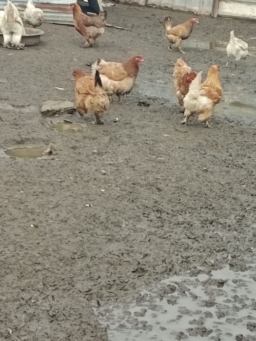 Продам яйца для инкубации