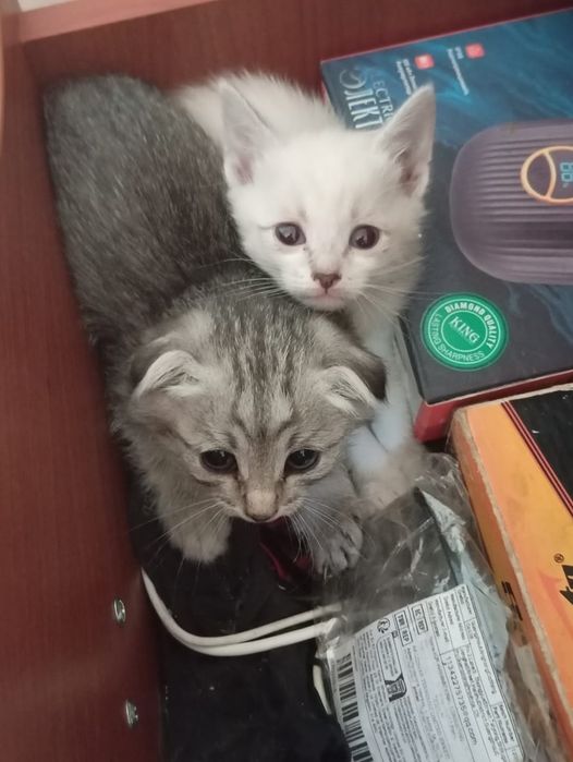 Котята в ответственные руки