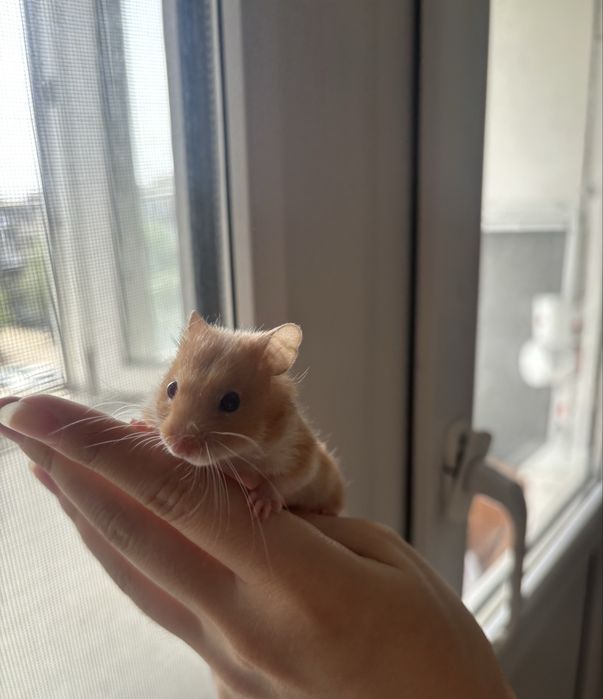 Ручной хомяк с клеткой