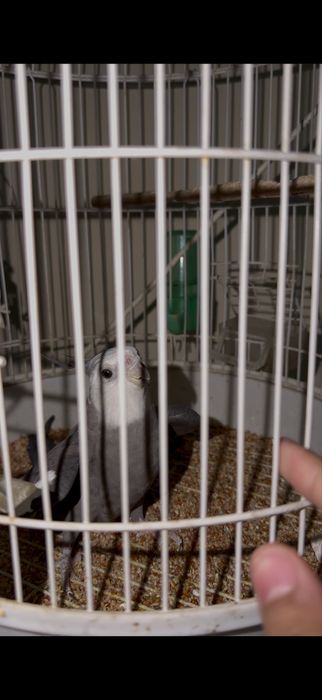 Корелла ручная серый окрас