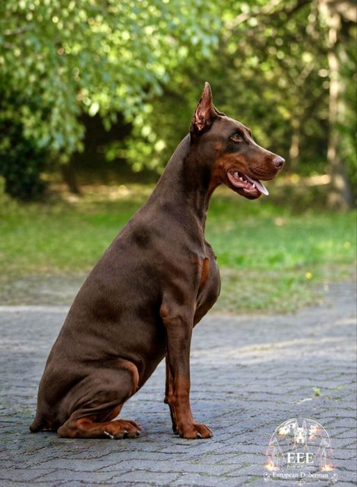 Продавам Добермани ( European Doberman )