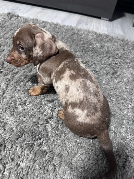 Teckel arlechin maro