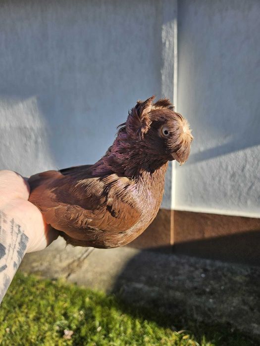 Pui Porumbei Jucatori de Botosani diverse culori