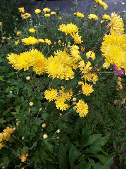 Саженцы хризантемы