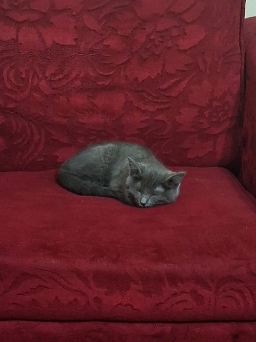 Mushuk sotiladi Juda aqlli