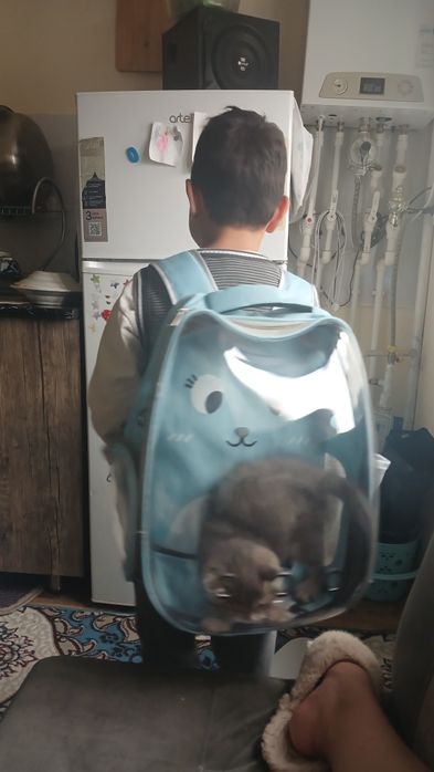 Сумка Сотилади мушуклар учун