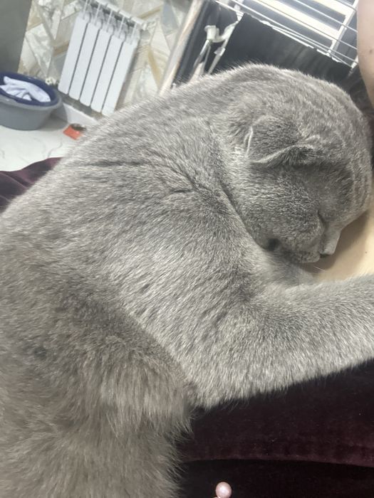 juftlashtirish vyazkaga erkak mushuk bor