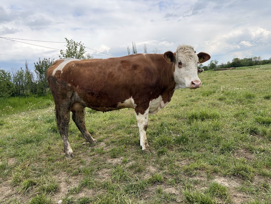 Vaca baltata  romaneasca