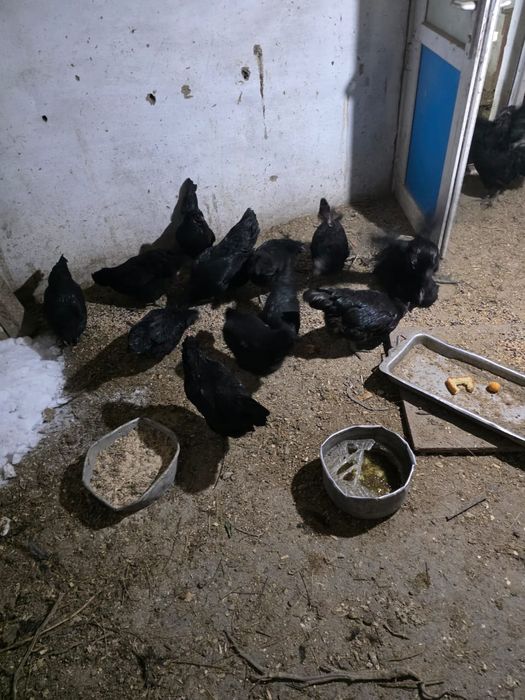 Продам петухов и курей .