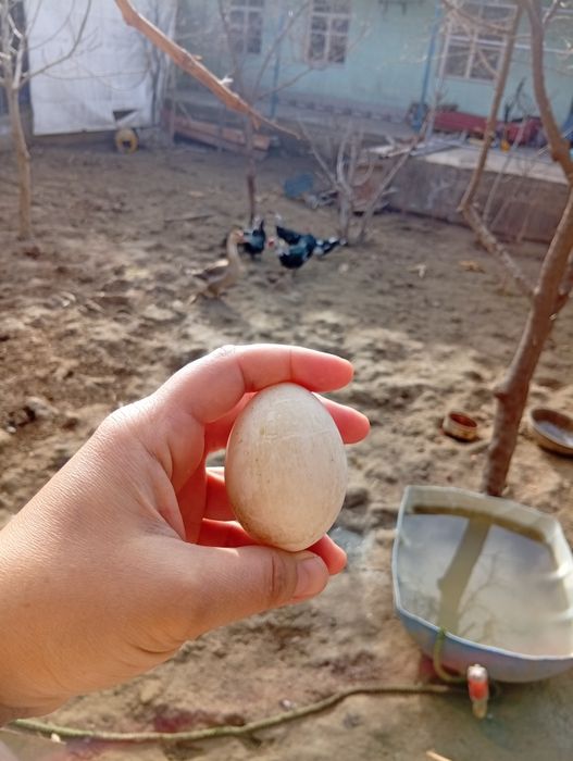 Indautka va g'oz sotiladi