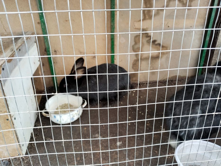 Quyonlar sotiladi baran