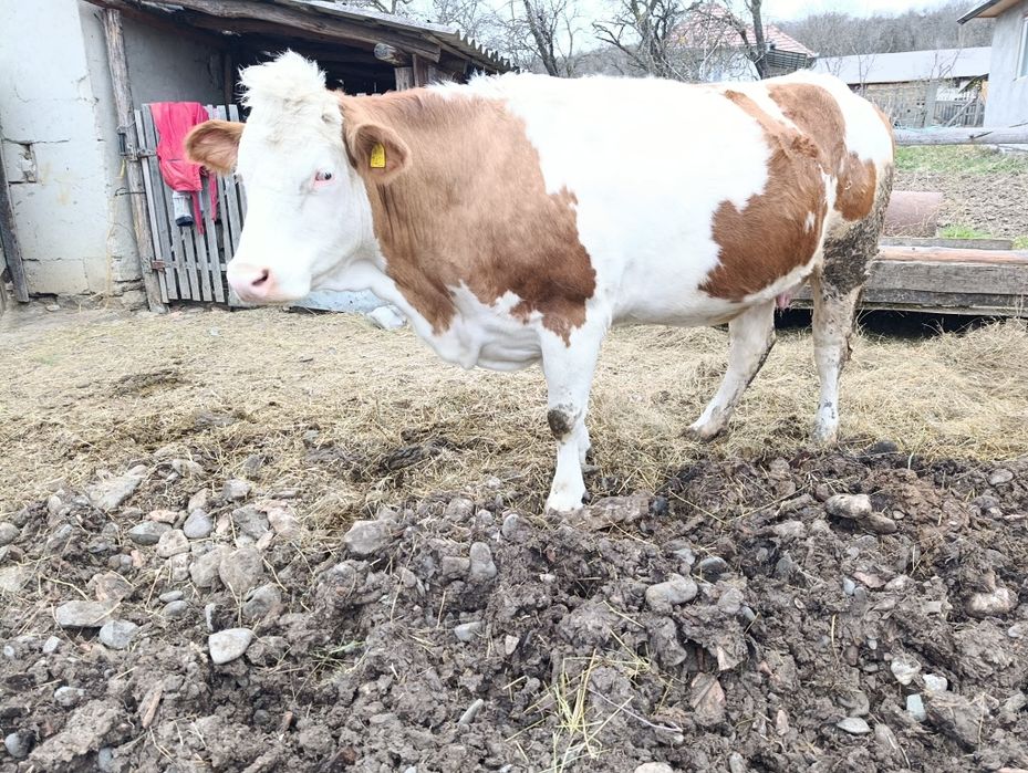 Vând Bălțata românească