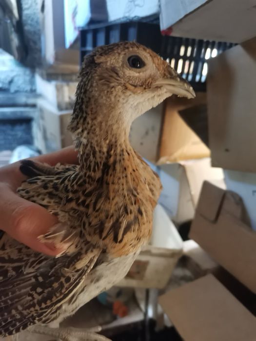 Фазани, токачета, качулати юрдечета