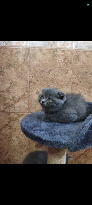 Британски котета