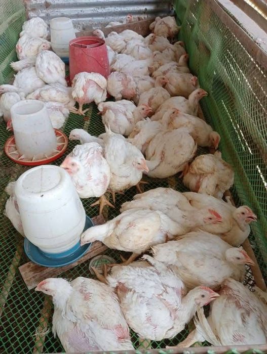 Pui Albi de carne 3 kg