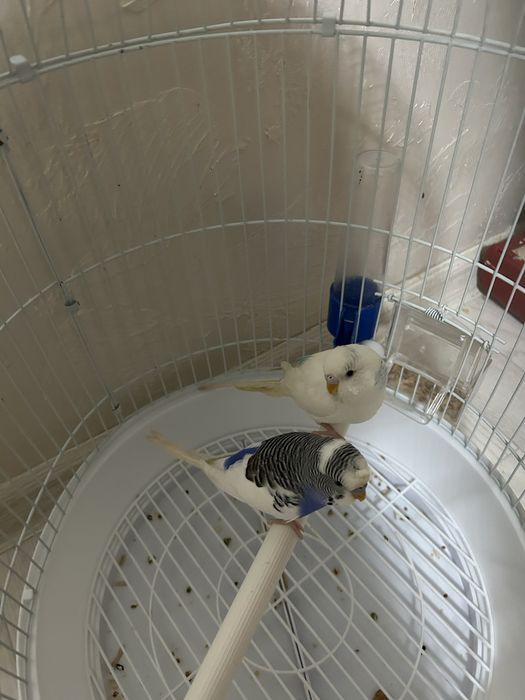 Продам попугай молодые