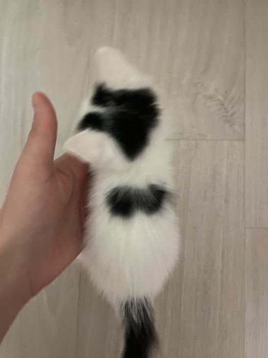 Бесплатно котенок