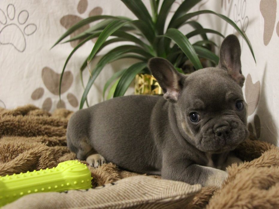 ***Френски булдочета ***