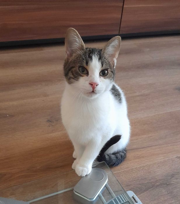 Мони търси дом и добри стопани!