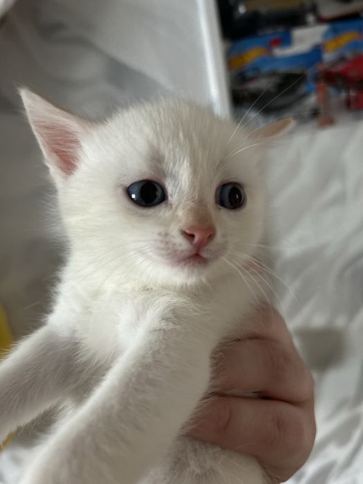 Кошки котята продаются