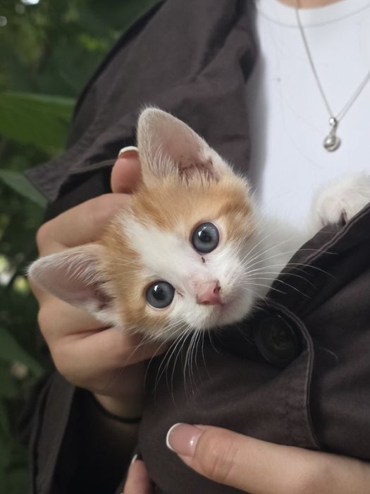 Подарявам бебе котенца