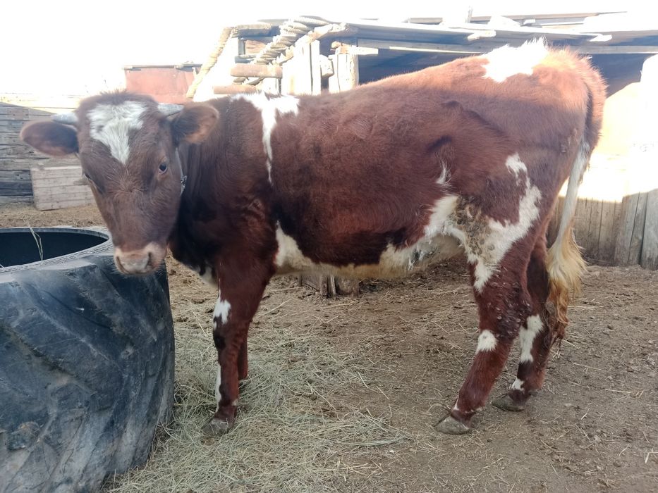 Продам тёлочку с откорма