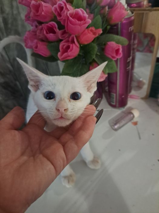 Продам котят символически
