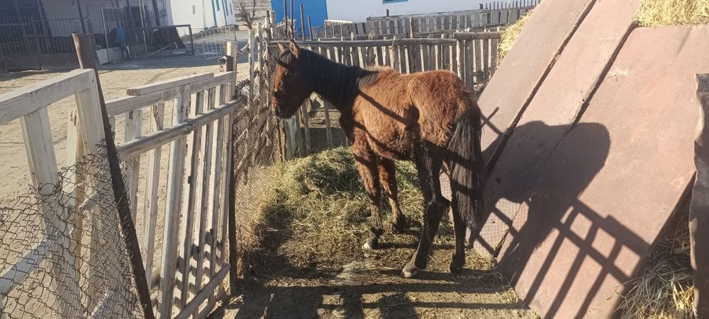 Продается жеребёнок