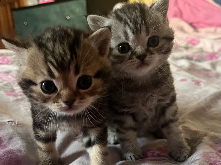 котята ТАББИ британцы с РИНГТЕЙЛОМ