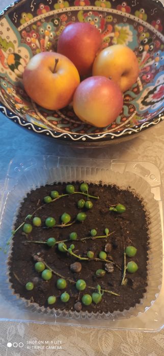 Продам укорененные молодые растения