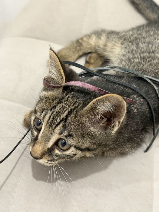 Котенок в добрые руки