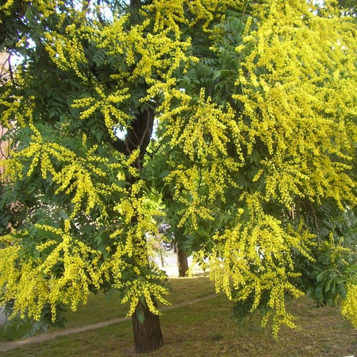 Pomi Oramentali (Oțetar Galben )