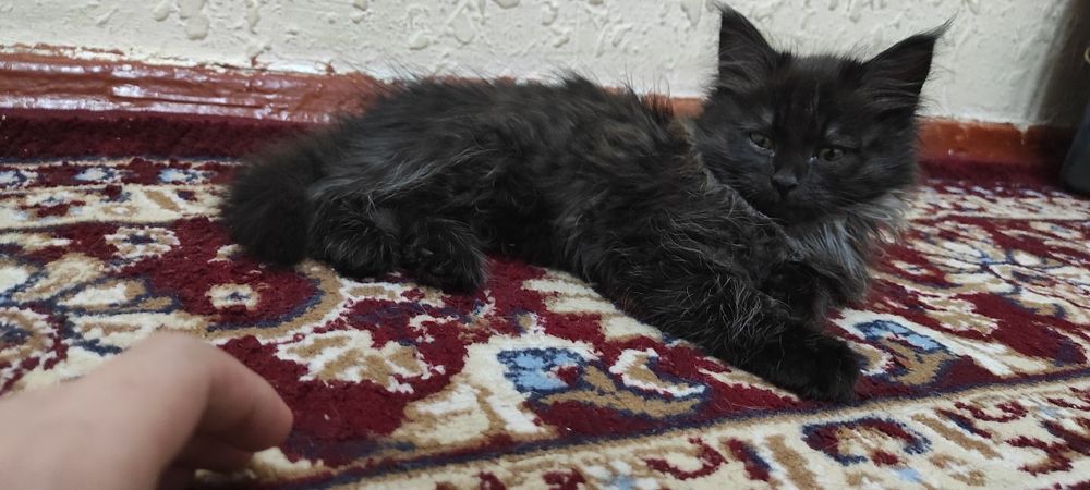 Катенька бесплатно отдаём