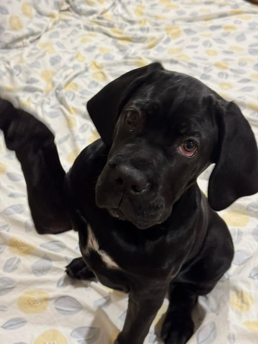 Продам щенка породы Кане Корсо